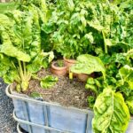 Garden0304_544043_06