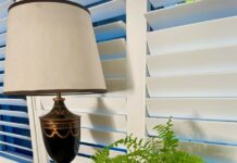 Focus on fabulous ferns