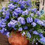 Garden177_541418_02