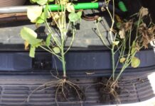 Examining plant roots more closely