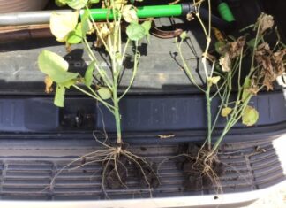 Examining plant roots more closely