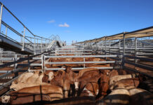 Wet yarding this week