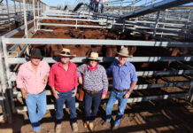 Cattles sales up and up