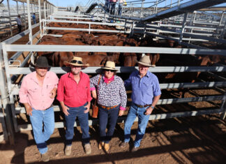 Cattles sales up and up