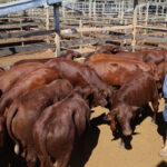 saleyards_543125_02