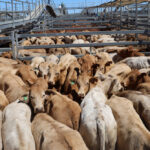 saleyards_543125_03