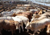 Temperatures drop, cattle numbers rise