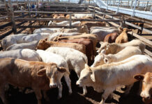 Temperatures drop, cattle numbers rise