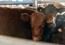 Dalby market report