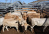 High numbers at this weeks cattle sale