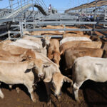 saleyards_544688_01