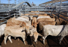 High numbers at this weeks cattle sale