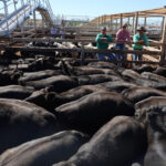 saleyards_544688_02