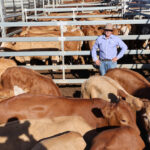 saleyards_544688_03
