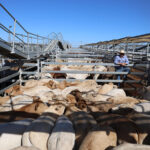 saleyards_544688_04