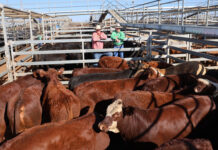 Large yarding with cattle from across the country