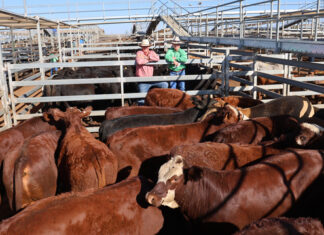 Large yarding with cattle from across the country