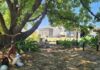 Garden Stories: The Far Horizon