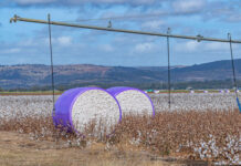 Five finalists announced for 2026 Australian Cotton Grower of the Year award
