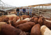 Rain didn’t slow cattle sales