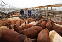 Rain didn’t slow cattle sales