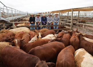 Rain didn’t slow cattle sales