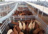 Quality remains in reduced yarding