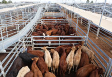 Quality remains in reduced yarding