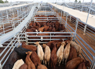 Quality remains in reduced yarding