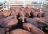 5600 head at saleyards