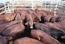 5600 head at saleyards