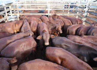 5600 head at saleyards